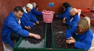 Uomini-donne-lavorazione-olive